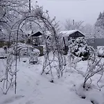 лаванда