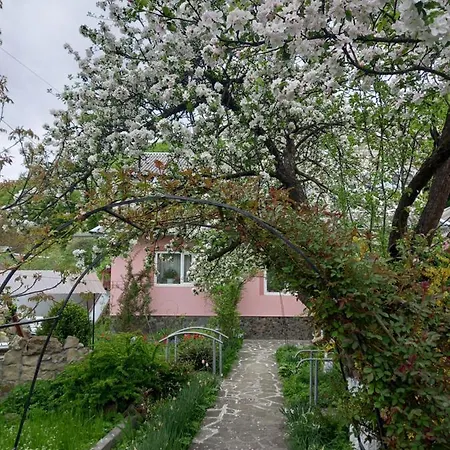 лаванда Yaremche