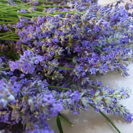 лаванда Appartamento