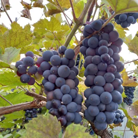 лаванда Appartamento Jaremče