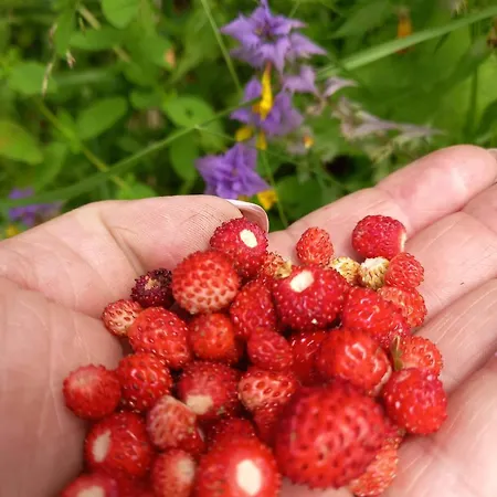 лаванда Lejlighed Yaremche