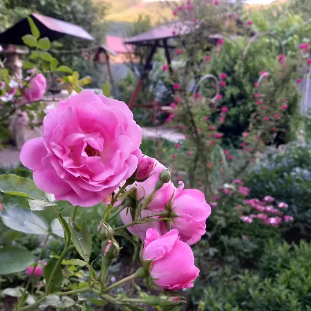 лаванда * Yaremche